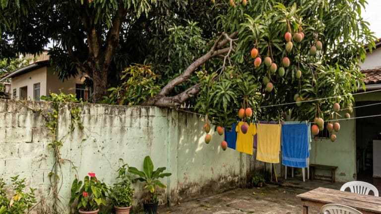 Árvore com frutos de manga invandindo quintal de casa