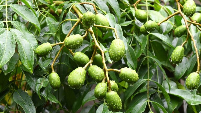 Frutos de umbuzeiro no pé