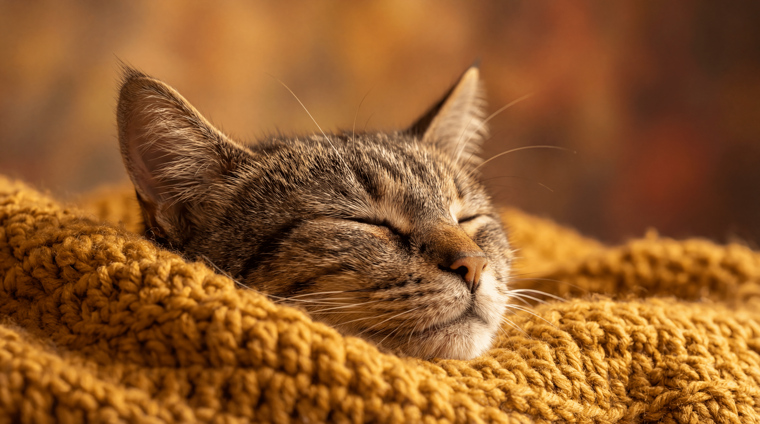 Crochê para pets idosos ou com necessidades especiais (conforto térmico)