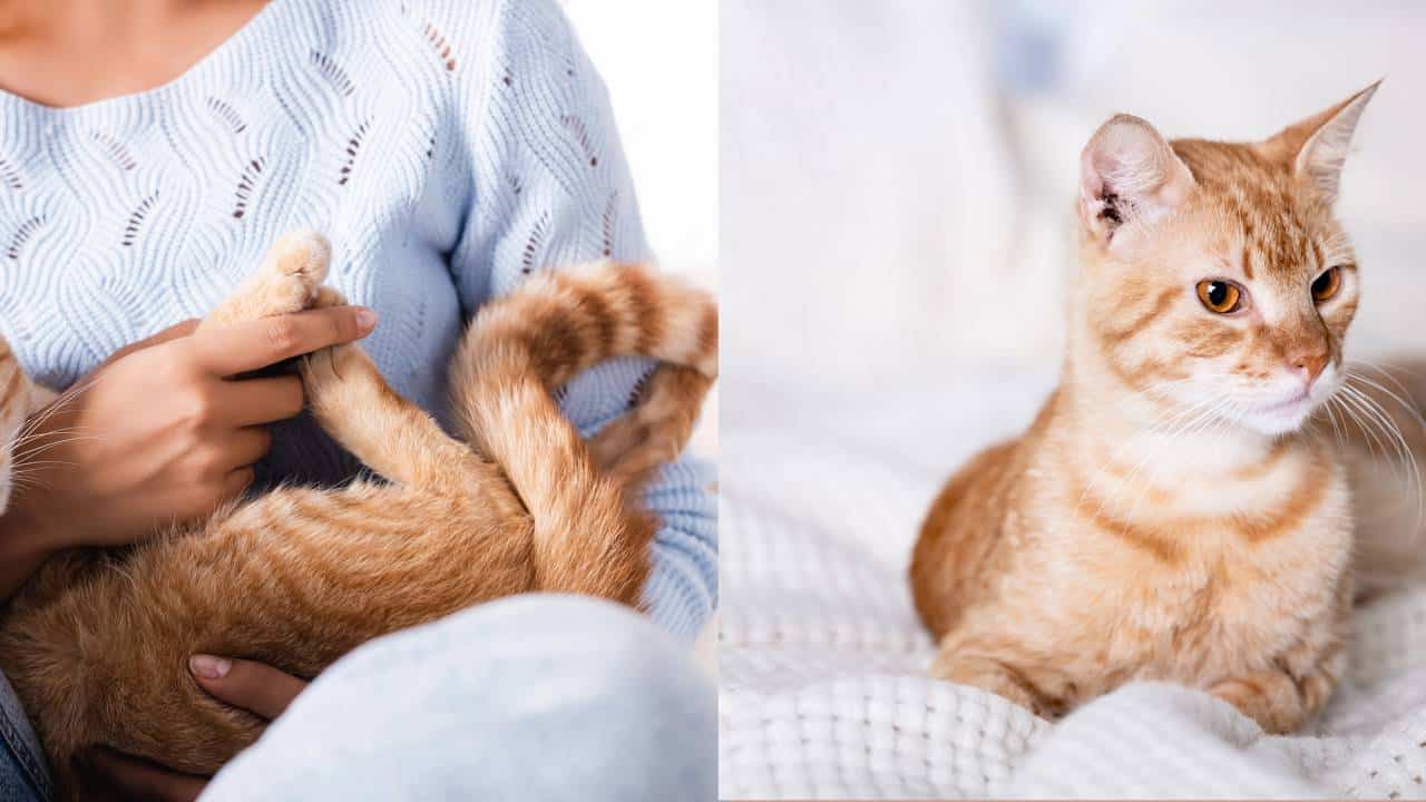 O que significa quando uma pessoa tem vários gatos, segundo a psicologia?
