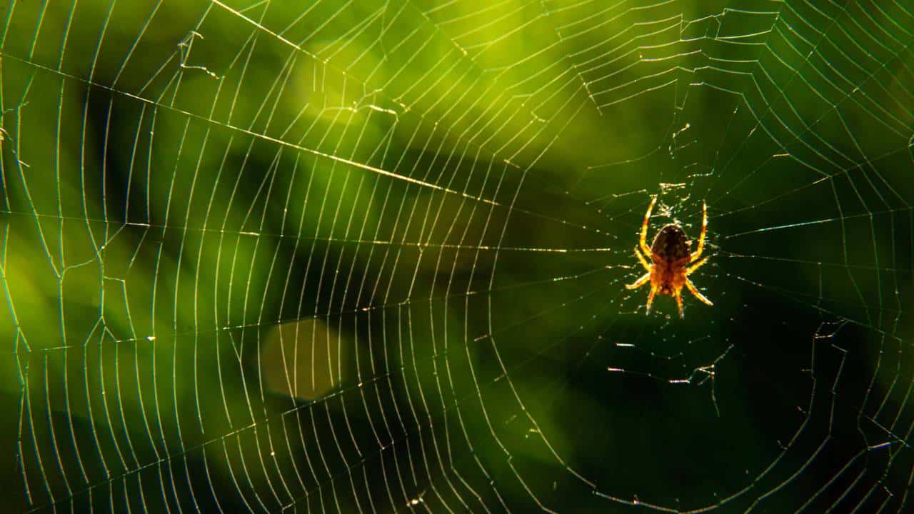As plantas queridinhas das aranhas: se tem em casa, jogue-as fora
