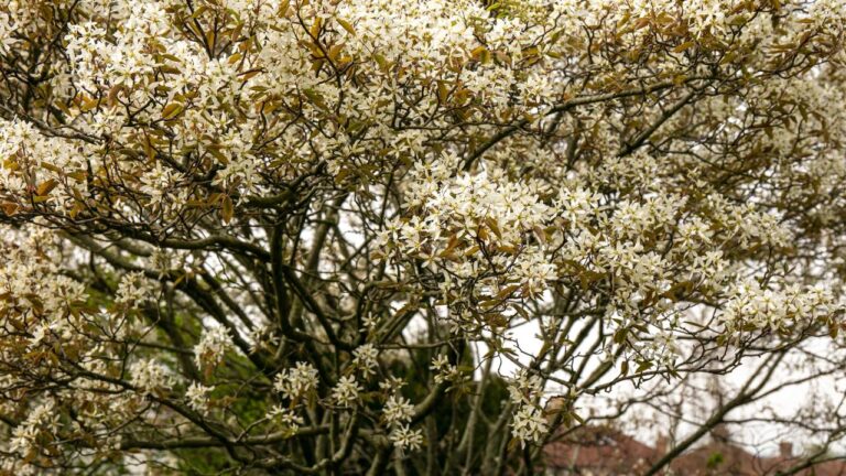 Árvore amelanchier