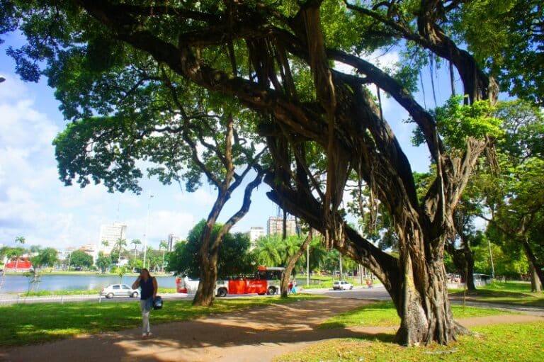 Árvore de Oiti em parque público