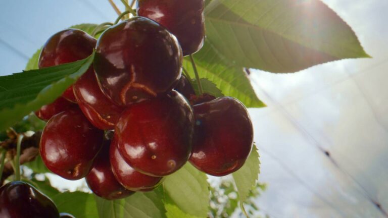 Cerejas no galho