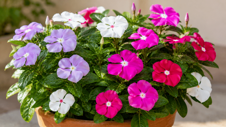 Vinca em vaso com flores de cores variadas, destacando a beleza da planta resistente que floresce por longos períodos e valoriza a decoração.