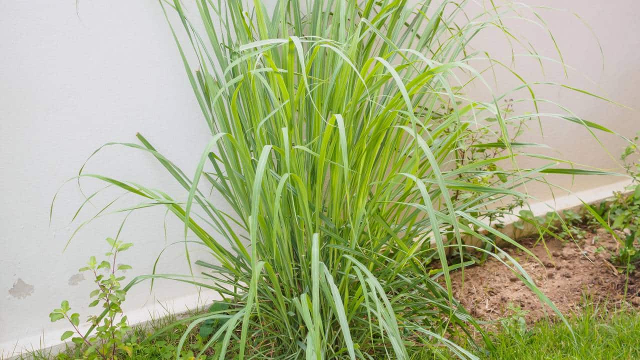 A planta aromática que ajuda anti-mosquitos que cresce bem em vasos