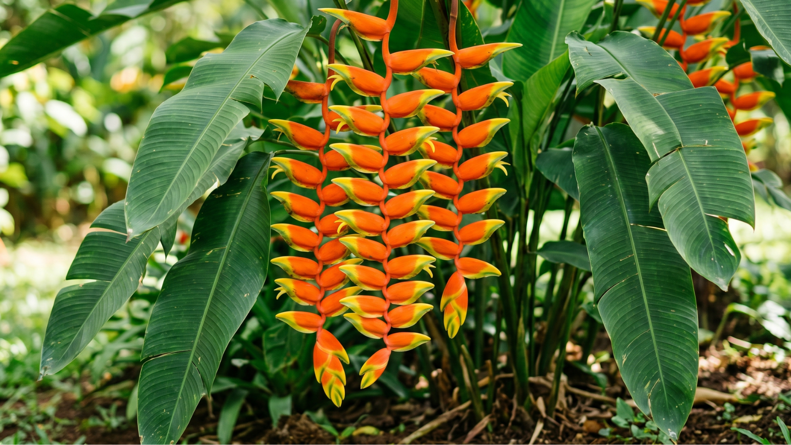A helicônia é a planta perfeita que transforma jardins comuns em paraísos tropicais
