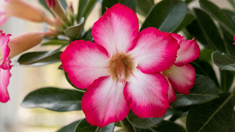 Flores de rosa do deserto 