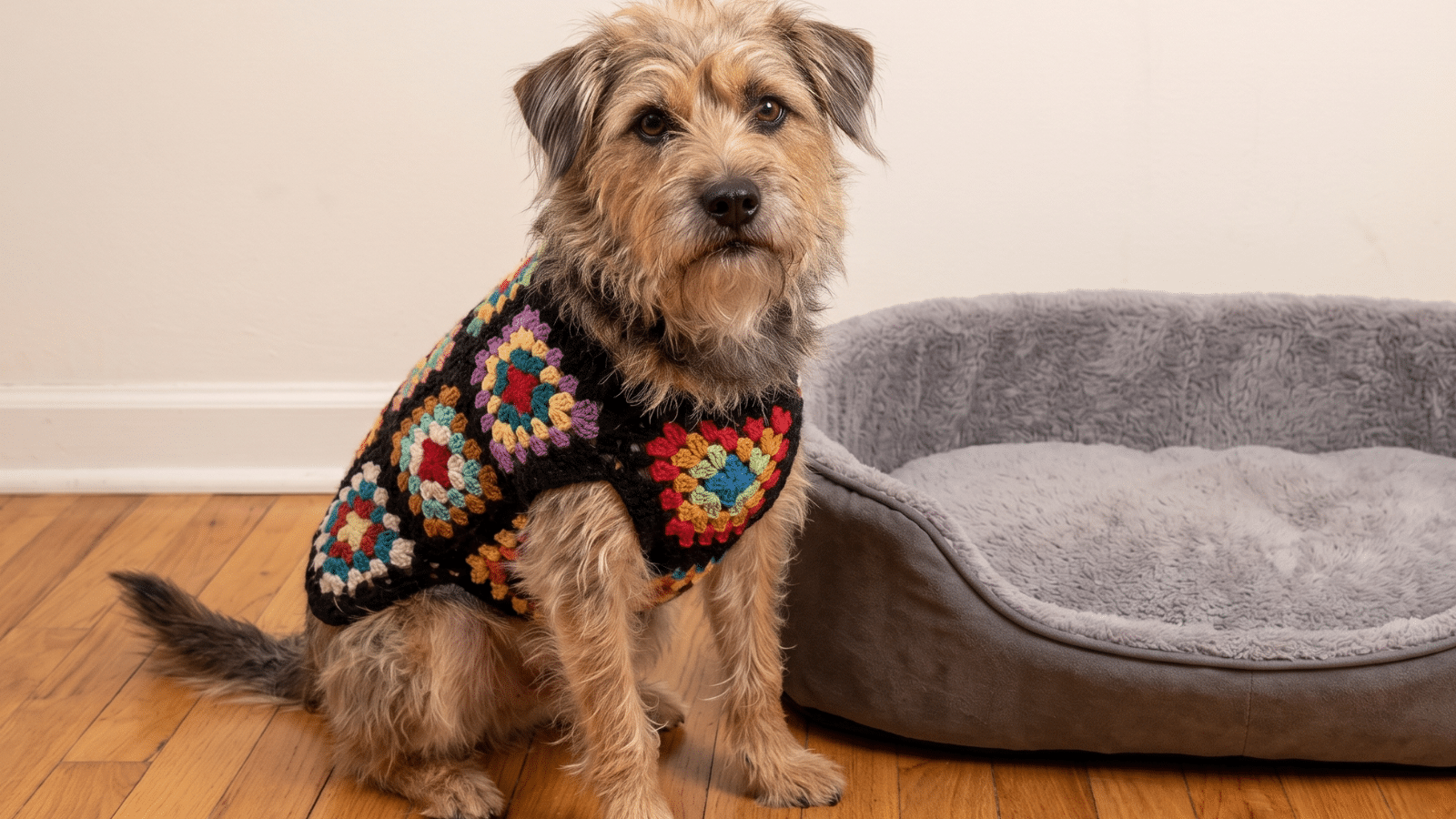 Roupa de crochê para pet: Crie roupas quentinhas para o seu bichinho (Com modelos)