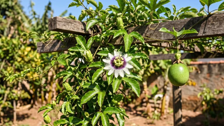 Flor e fruto do maracujá