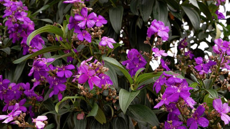 Flores de Quaresmeira