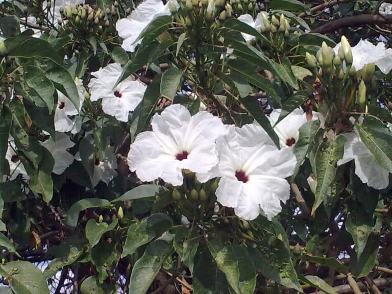 Flores de cazahuate (Ipomoea arborescens)