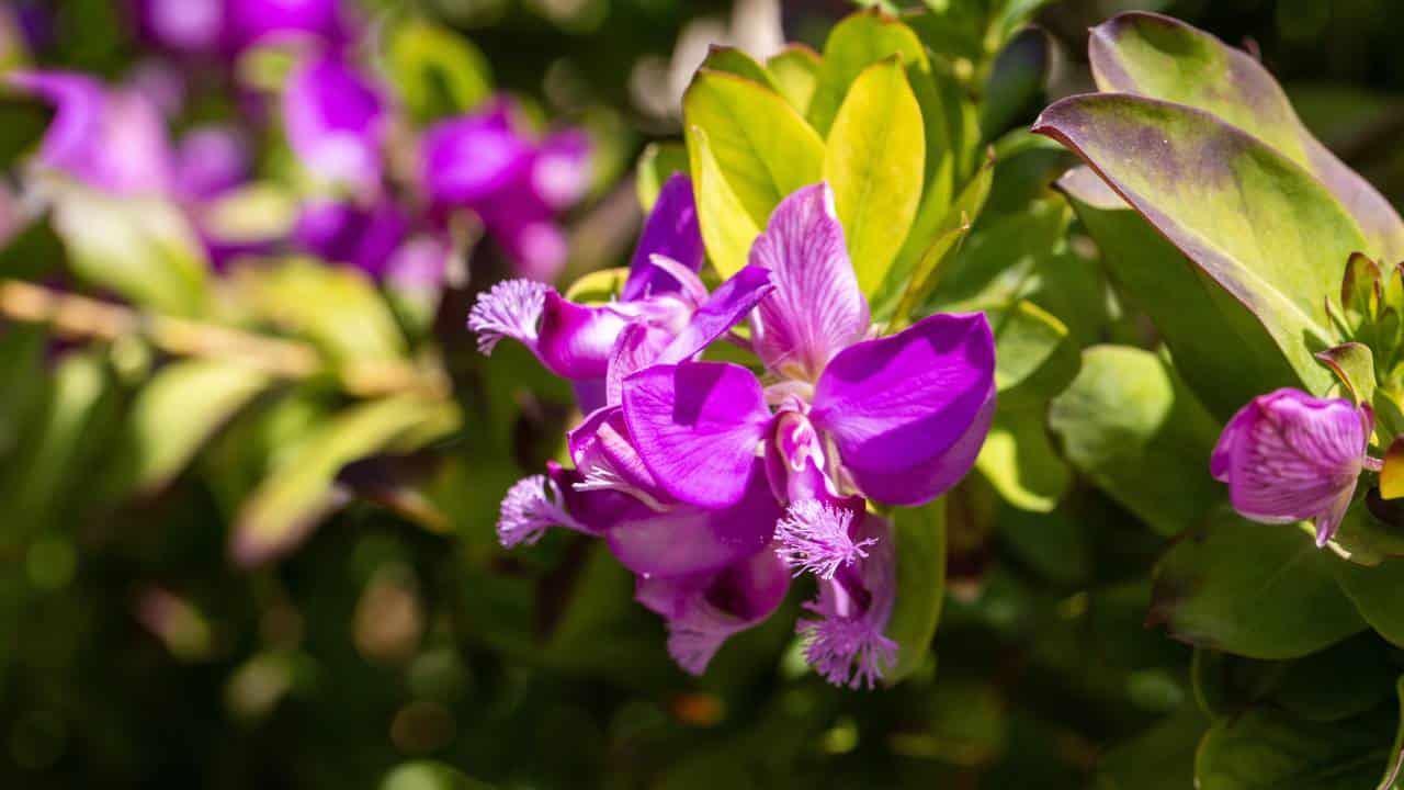 O arbusto que floresce até 10 meses e tem flores lindas que lembram borboletas