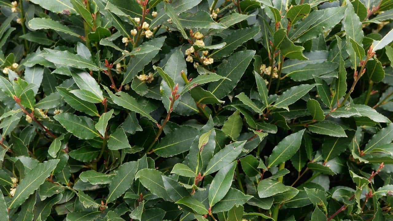 Estas duas plantas foram feitas para afastar as baratas da sua cozinha