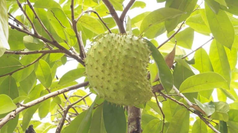 Gravioleira com fruto no pé