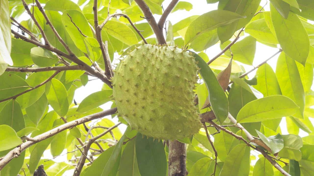 A árvore de clima quente com frutos suculentos que carregam os galhos o ano inteiro, faça chuva ou faça sol