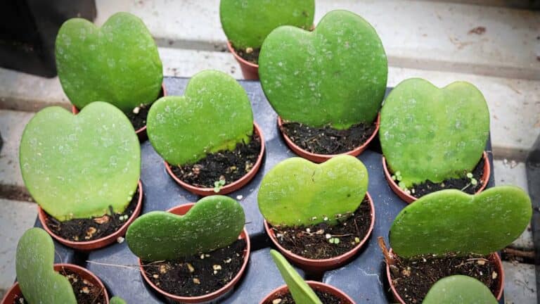 Hoya kerrii