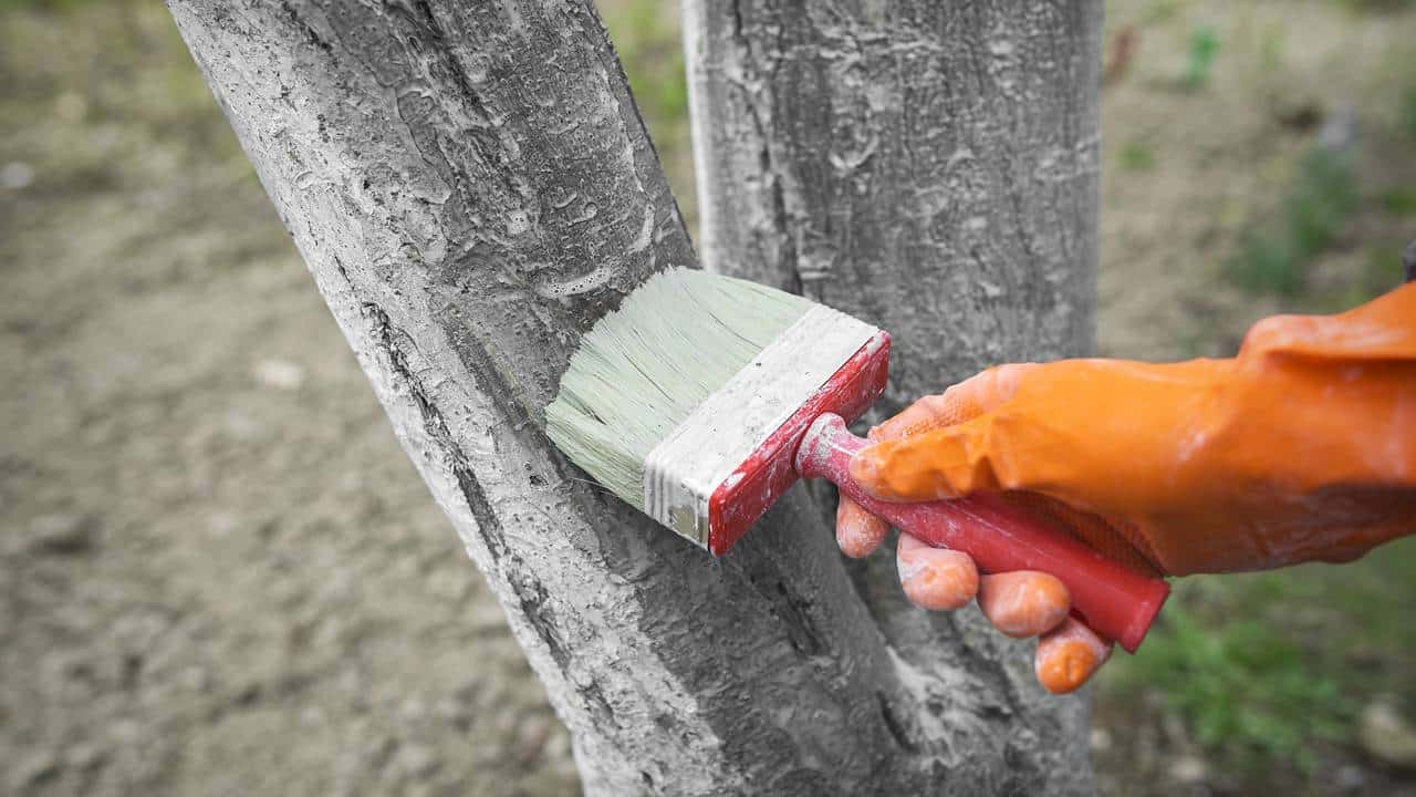 Pintar o tronco da árvore de branco: para que serve e porque recomendam