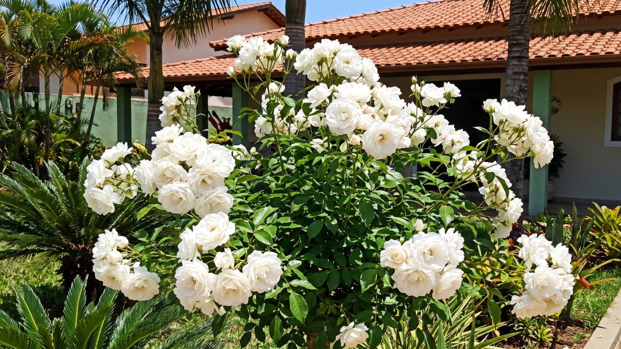 A roseira que floresce o ano todo, perdoa o jardineiro distraído e cobre canteiros de branco
