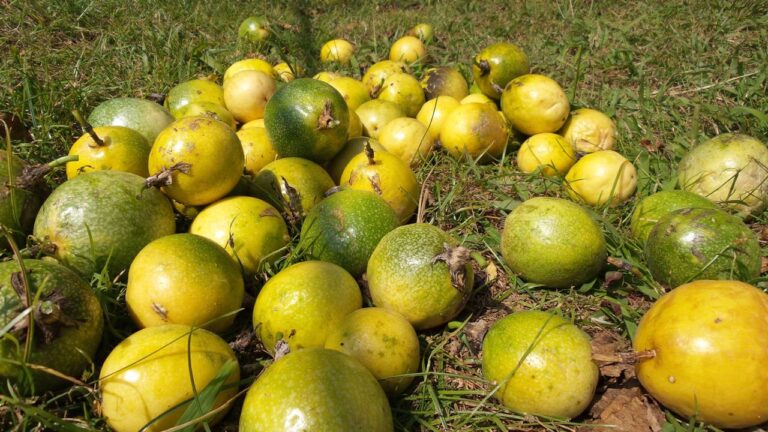 Maracujás maduros colhidos