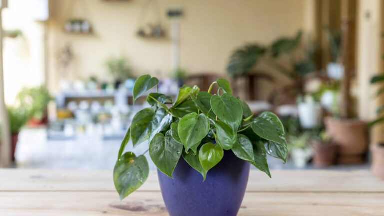 Philodendron hederaceum em vaso