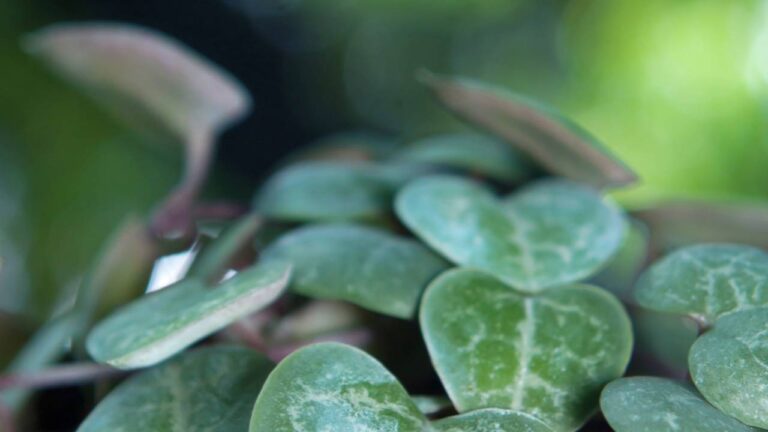 Planta conhecida como colar-de-corações