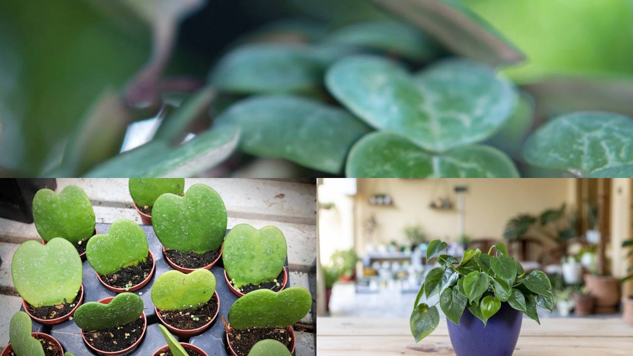 3 plantinhas com folhas em forma de coração que transformam qualquer canto da casa