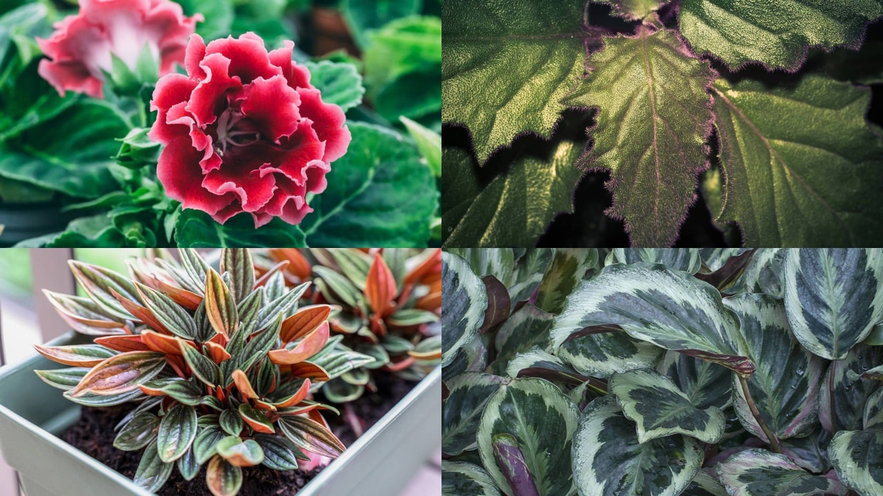 5 plantas de folhas aveludadas que trazem textura e elegância para dentro de casa