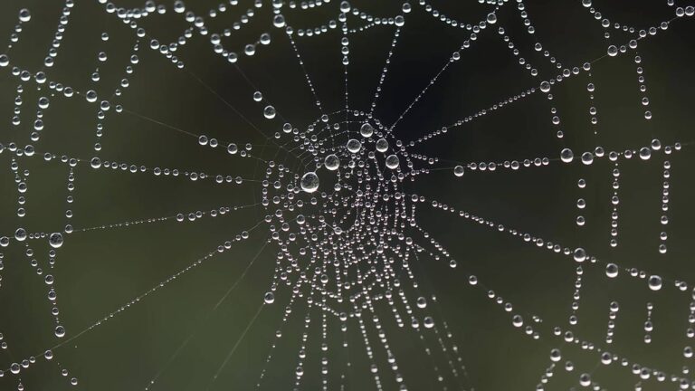 Teia de aranha molhada