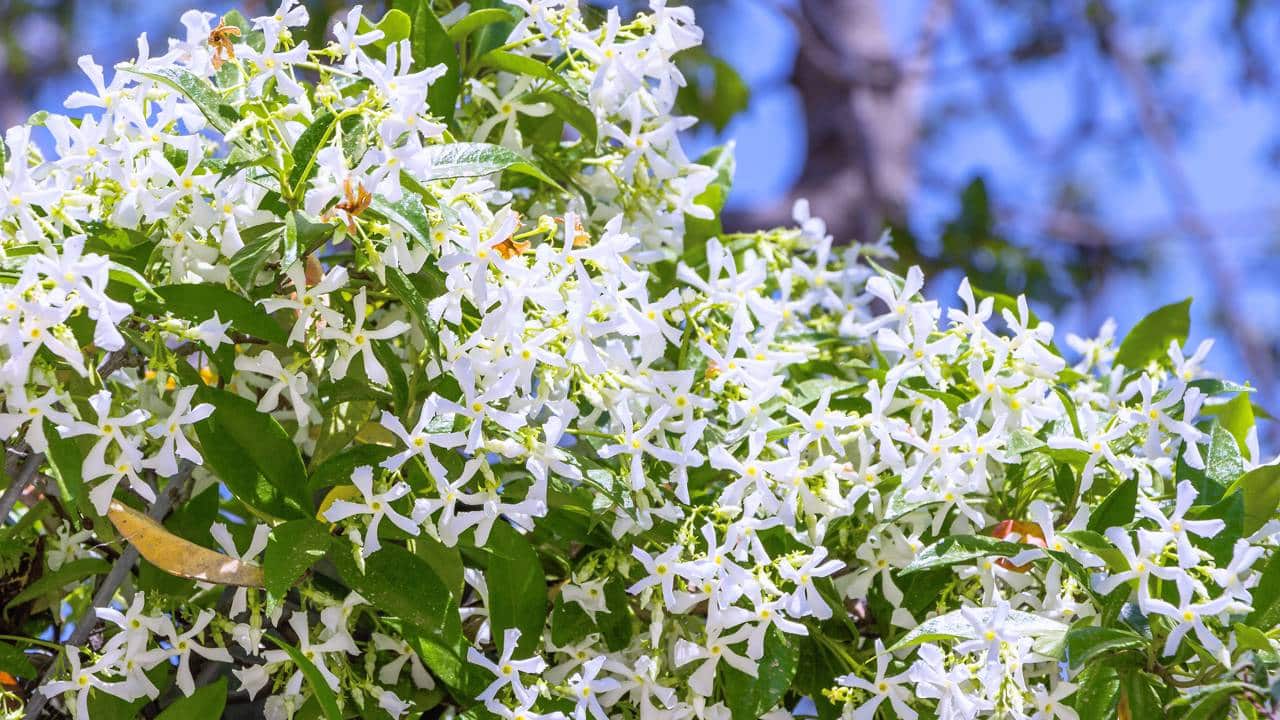 A trepadeira queridinha dos jardins modernos que cresce em vaso e floresce em todas as estações