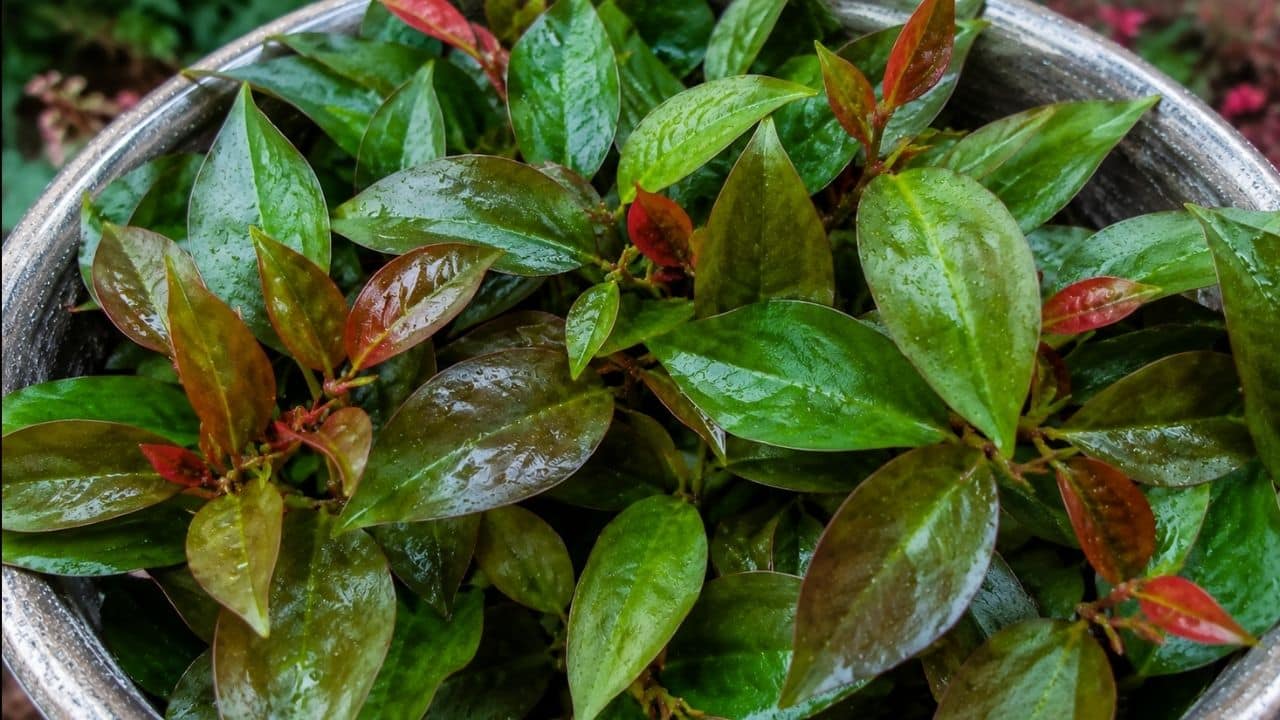 Fácil de cultivar, folha rica em cálcio e ferro que ajuda músculos e ossos cresce sem esforço em vasos e conquista quem busca alimentação saudável