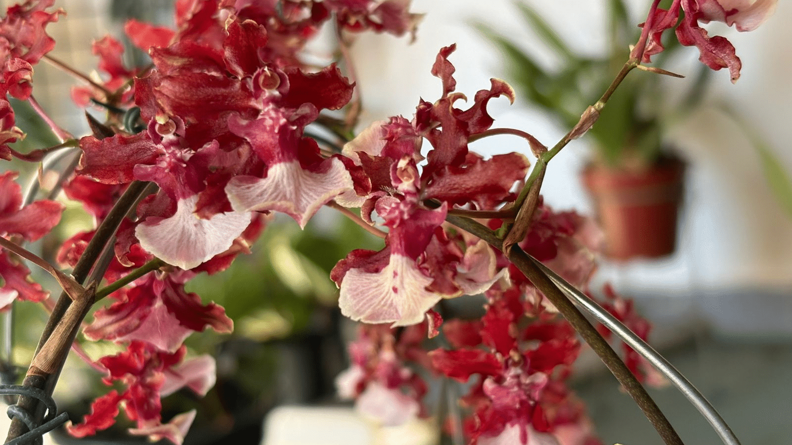 Parece cacau, mas é flor: os segredos de cultivo da incrível orquídea com cheiro de chocolate