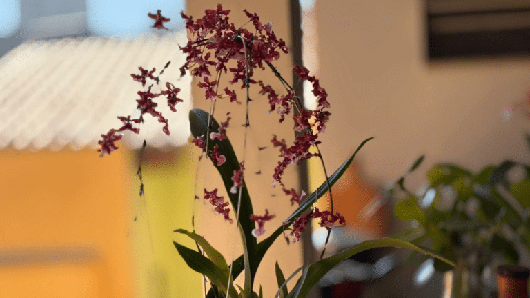 Orquídea chocolate florida em vaso, com pequenas flores em tons de vinho e rosa destacadas pela luz natural.
