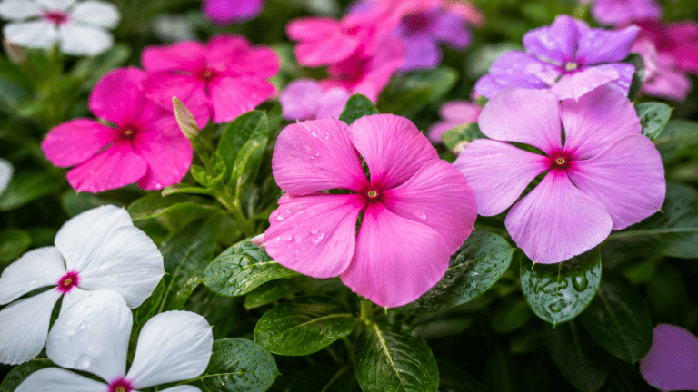 Close-up de flores de vinca em tons de rosa, branco e lilás, com folhas verdes e gotas de água em destaque natural.