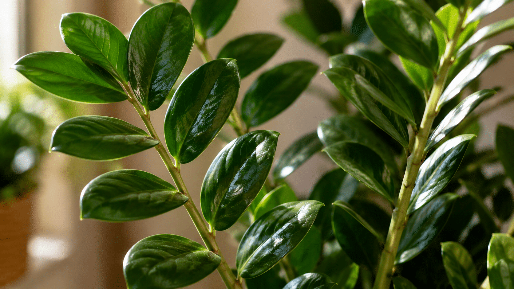 A planta resistente que deixa qualquer cantinho da casa mais bonito