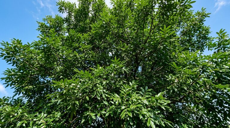 Visão de baixo para cima (contra-plongée) da copa de uma árvore Oiti. A folhagem perene é extremamente densa e de um verde vibrante, bloqueando quase completamente a passagem da luz solar, restando apenas pequenos recortes de céu azul iluminado.