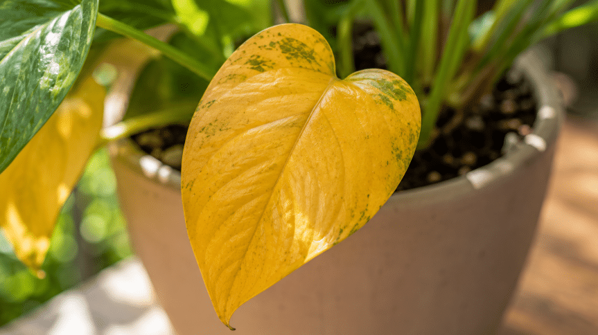 Como recuperar uma planta que está com folhas amareladas