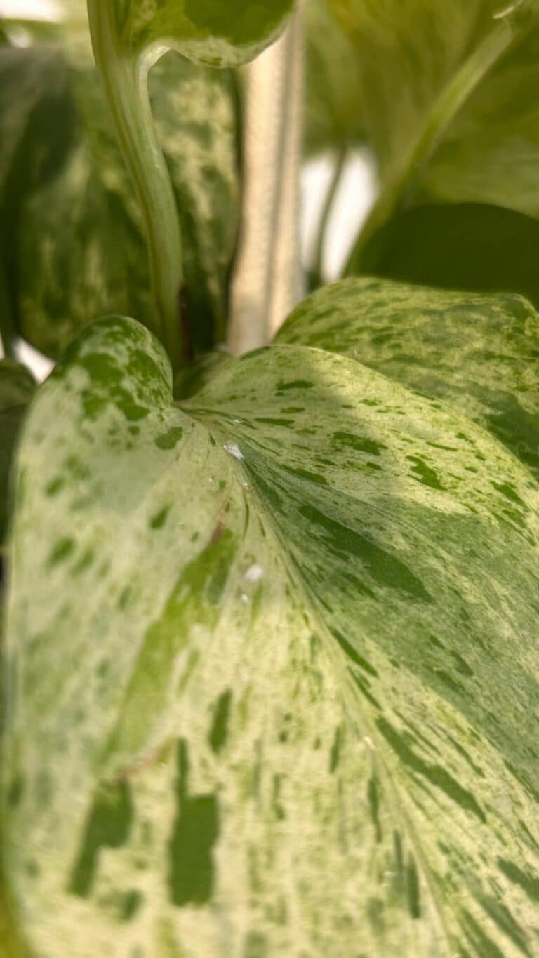 Folhas da planta jiboia com cochonilhas