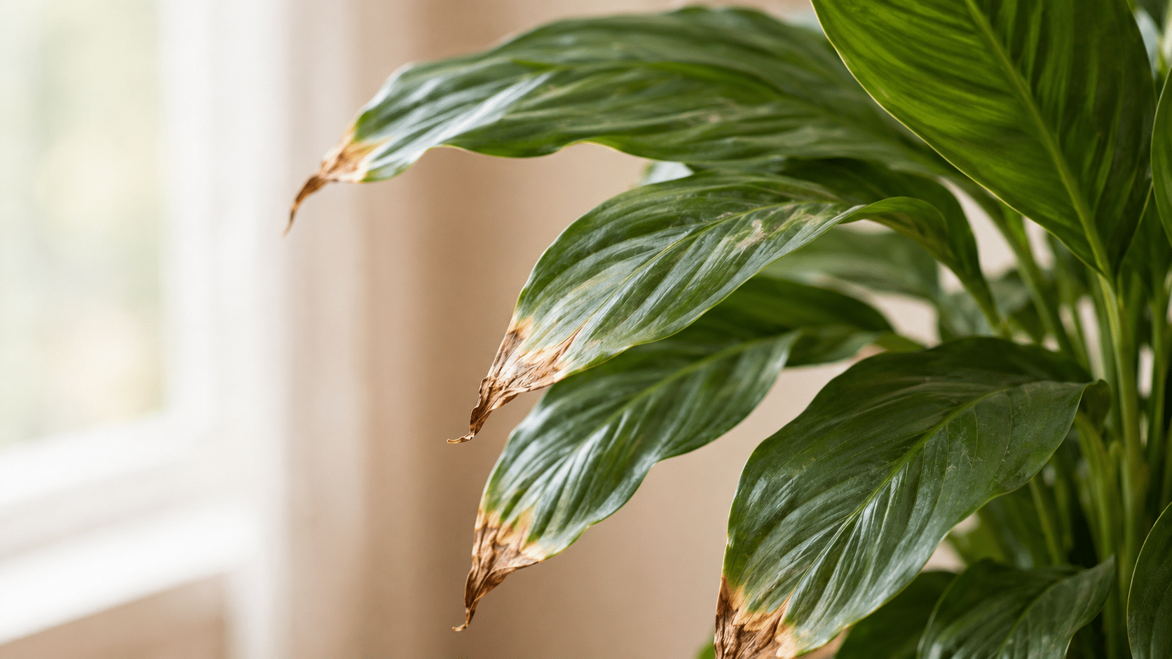 Saiba por que as folhas das plantas ficam com as pontas secas e como resolver o problema