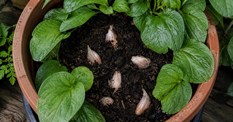 Dentes de alho parcialmente enterrados na terra de um vaso com planta verde.