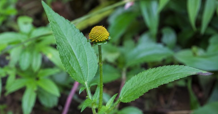 Abecedária com folhas verdes e pequena inflorescência amarela em destaque no jardim.
