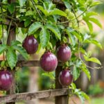Maracujá-roxo com frutos roxos crescendo em uma trepadeira sobre estrutura de madeira