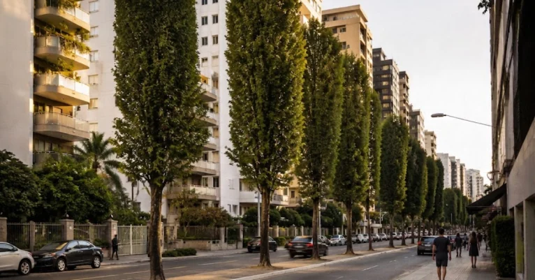 Fileira de árvores altas e estreitas formando uma parede verde ao longo de uma avenida cercada por edifícios.