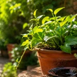 Planta saudável em vaso no jardim durante a primavera